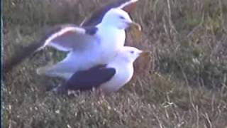 Herring Gulls Mating [upl. by Ker]