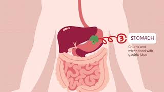 Digestive system video  Digestive System journey of human body ✓ [upl. by Oryaj209]