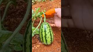 Vegetable and fruit thumb cutter easy harvesting 🍆🫛 short shorts shortfeed harvesting [upl. by Plume]