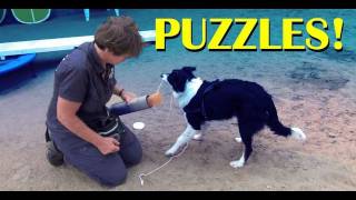 Thinking puzzles clicker dog training tricks [upl. by Bernardina]