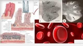 M204 Diferenças entre Necrose e Apoptose [upl. by Tristas]