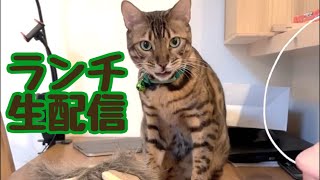 【ランチ生配信124】雪がちらつく寒い日は猫でも見てほっこりしませんか？生配信 [upl. by Zoa]