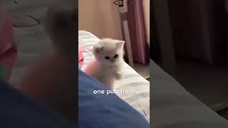 One punch cat 🐈👊 cat meowmemes funny cattomemes catfunny memes mememeow cute memescat pets [upl. by Bouldon770]