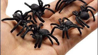 Spider Toys for Prank [upl. by Enilrad624]