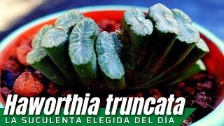 Haworthia truncata LaSuculentaElegidadelDía [upl. by Ellertal]