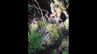 Massasauga Rattlesnake on the Bruce Trail Bruce Peninsula Ontario [upl. by Linnell]