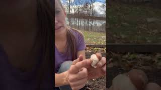 How to Plant Garlic [upl. by Lassiter]