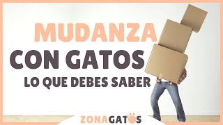 MUDANZA con GATOS lo que debes hacer [upl. by Llertnek]