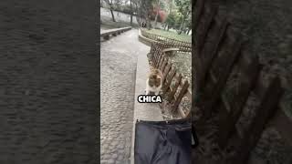 Gato Enojado Recibe Agradable Sorpresa [upl. by Vaasta51]