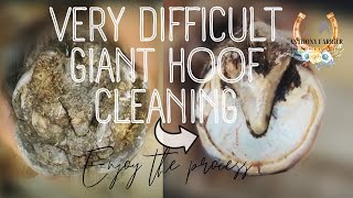 How to clean horse hooves before and after a shoeing job [upl. by Katlin]