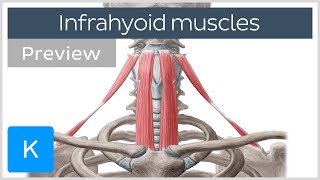 Infrahyoid muscles Origin insertion innervation and function preview  Human Anatomy  Kenhub [upl. by Wilkinson335]