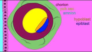 EMBRYONIC DEVELOPMENT EXTRAEMBRYONIC MEMBRANES [upl. by Onifur647]