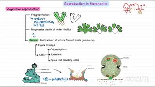 LEC ON MARCHANTIA BY AVISHEK LAUDARI [upl. by Eiba]