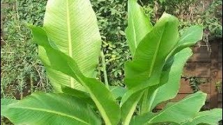 Growing ensete glaucum Banana from seed Snow banana part 2 [upl. by Rehsa807]