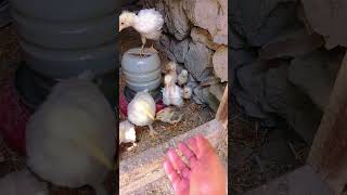 Chicken Dance  Chicks Ready for an Outside Adventure chicks shorts animals youtubeshorts viral [upl. by Sykes]