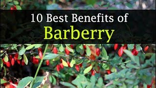 Barberry Benefits and Side Effects  Weight Loss Skin [upl. by Elie]