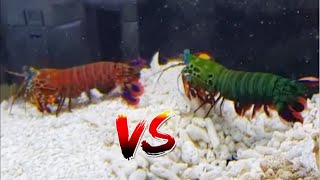 Giant Mantis Shrimp VS SuperRed Mantis Shrimp EPIC BATTLE [upl. by Dnomaj447]