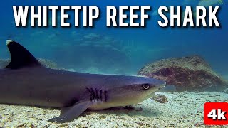 Whitetip Reef SHARK TIBURON Tintorera Punta Blanca 🇪🇨 4K [upl. by Refitsirhc429]