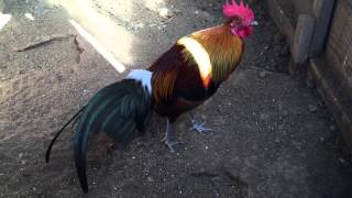 Sea red jungle fowl 2015 [upl. by Basilio]