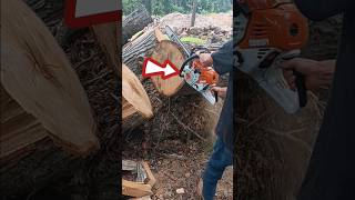 MS500i STOCK vs MS440 MAGNUM wbark box stihl shorts outdoors chainsaw smallbusiness diy [upl. by Donnie841]