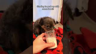 This family rescues little puppy Rescue Squad rescueanimals animals puppy loveanimal viralshorts [upl. by Lanta]