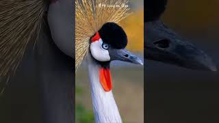 A lady bird wearing a yellow headed flower and red earrings the gray crowned crane arrives Luhan ke [upl. by Aicirtel71]