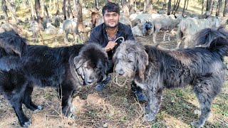 कुत्तों ने बकरी को तेंदुए से बचाया  Dogs Save Goat From Leopard [upl. by Trebled]