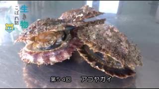 生き物こぼれ話・天草編（５４） アコヤガイ Pinctada fucata martensii Japanese Pearl Oyster [upl. by Brunhild]