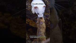 Serial Killer Stoat The Fearless Hunter of the Animal Kingdom 🐱 nature wildlife stoat [upl. by Einial]