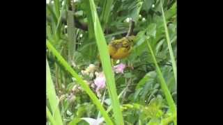 Les oiseaux de lile de La Réunion par Christian Aimar [upl. by Annaerb]