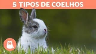 5 TIPOS DE COELHOS e suas características especiais [upl. by Enttirb]