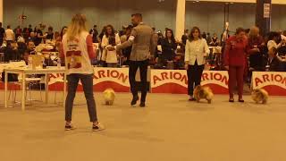 Pomeranian Dog Show Spanish ChampionshipExposición canina de Madrid 2018 Pomerania [upl. by Doralynn]