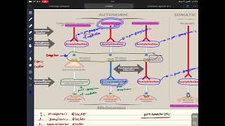 Cholinergic antagonist  part2 شرح فارما مرحلة ثالثة المنهج الموحد [upl. by Pegg]