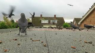 Starlings crows and rooks eating off my garage roof  23 October 2024 birds [upl. by Nitaj]