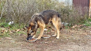 Someone Abandoned Poor Dog and He Has To Live in Bushes now and Beg for Help [upl. by Pablo187]