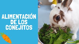 ¿Qué comen los conejos TODO sobre la alimentación y tips 🐰🥬 Pistachio el conejito [upl. by Ellebyam]