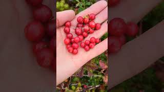 Lingonberry picking harvesting cranberry lingonberry berryfarm [upl. by Onitsuj]