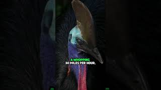 The Cassowary The Worlds Most Dangerous Bird [upl. by Arem]