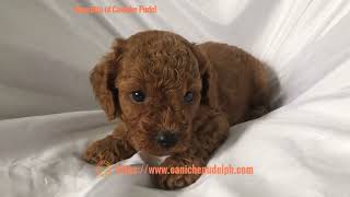 Amorette of Caniche Pudel an Red toy poodle puppy four weeks and three days old [upl. by Devitt]