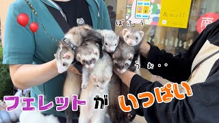 チョコミント家の皆に会った💚フェレットダウくんボフくんferret [upl. by Metabel]