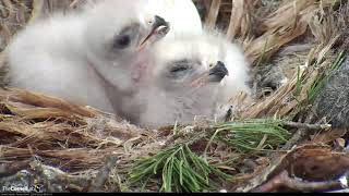 Redtailed Hawk Chicks In Nest While Third Egg Pipping – May 2 2019 [upl. by Dacie]