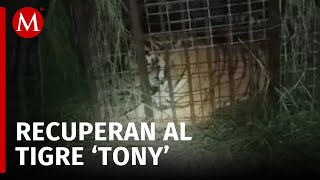 Tigre suelto en Reynosa Autoridades capturan al felino después de 5 días [upl. by Mackoff]