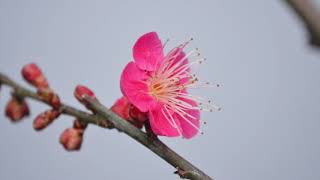 梅花 Prunus mume Omoinomama and Prunus mume BeniChidori  Prunus mume Rosaceae [upl. by Akered442]