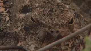 Nightjar with chicks [upl. by Esmond]