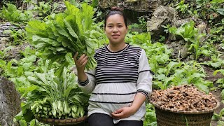 Ly Thi Ca Is 8 Months Pregnant  Harvesting Turmeric amp Green Vegetables Goes to market sell [upl. by Lyrem720]