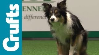 Crufts SemiFinal Large Breed Agility Team Contest  Crufts 2012 [upl. by Ahsinra]