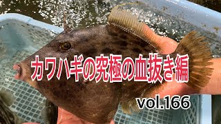 カワハギの究極の血抜き編 vol166 [upl. by Doralynn784]