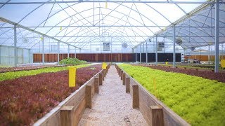 Tour an AQUAPONICS FARM in Texas 🐟  🌿 🤠 Sustainable Harvesters [upl. by Jaddo]