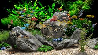 Dream Aquarium  2 Hours  8 Tanks 4K [upl. by Erida]