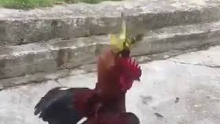 Manok vs ibon [upl. by Drarej281]